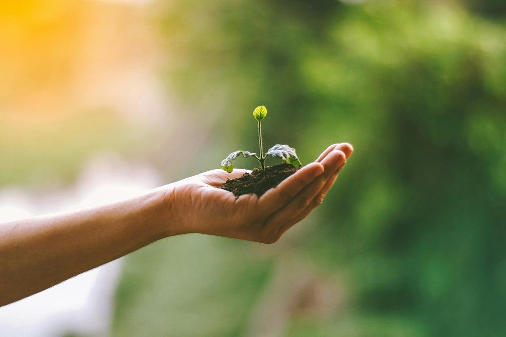 Mano con una planta simbolizando la sostenibilidad.